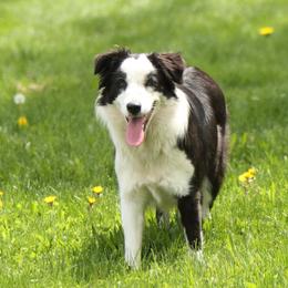 Prairie - Border Collie