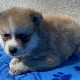 Bandit - Wolf sable male Pomsky puppy in Battle Creek, Michigan from T-Rose’s Bernedoodle & Pomsky Puppies
