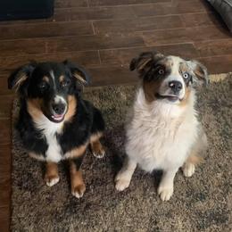 Australian Shepherds from 6J Aussies Australian Shepherds