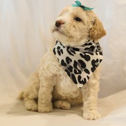 Poodle Puppies from Pugsley Poodles
