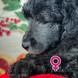 Sky - Silver female Poodle puppy in Greenville, North Carolina from Grace Poodles