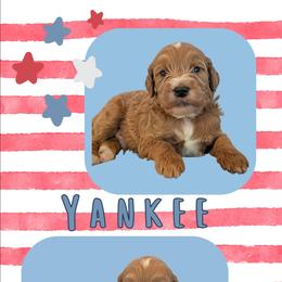 Yankee - Apricot male Goldendoodle puppy in Coarsegold, California from Hobbit Hollow Acres