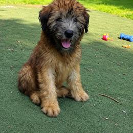 Marcy - Wheaten female Soft Coated Wheaten Terrier puppy in Nokomis, Illinois from Windhill Wheatens