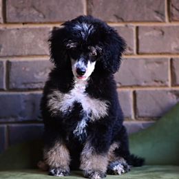 Aussiedoodles, Bernedoodles, and Poodles from Cedar Wood Farms