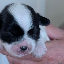 Lance - Parti male Lhasa Apso puppy in Fort Worth, Texas from Cynthia's Lhasa Apsos