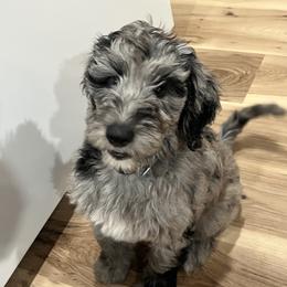 My Fair Lady - Merle female Goldendoodle puppy in Ocala, Florida from Dandy Doodles