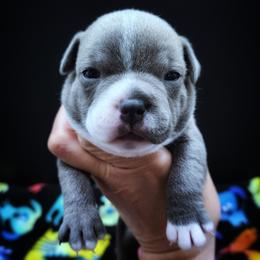 Mayo - Blue and white female Staffordshire Bull Terrier puppy in Dallas, Texas from Wild Blue Staffords