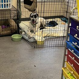 Dalmatian Puppies from Hallmark Dalmatians;