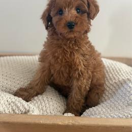 Male 1 - Red  male Goldendoodle puppy in Modesto, California from Central Valley Canine Companions