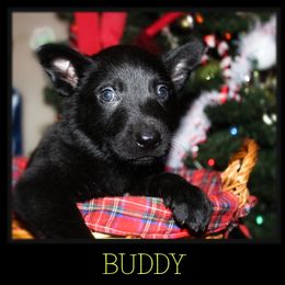 German Shepherd Puppies from Black Beauty Shepherds