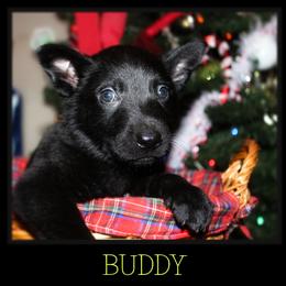 German Shepherd Puppies from Black Beauty Shepherds