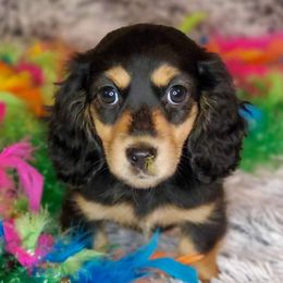 Dachshunds from Halen’s Dachshunds