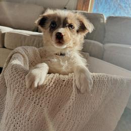 Bonzai - Red merle female Australian Shepherd puppy in Midvale, Idaho from Canyon River Aussies