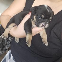 Darn Green - Black tri-color male Bulldog puppy in Lake Stevens, Washington from Washington Bulldogs