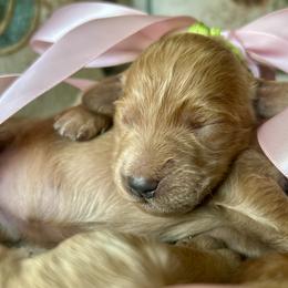 Girl 2 - female Goldendoodle puppy in Grand Blanc, Michigan from Perry Farm Doodles