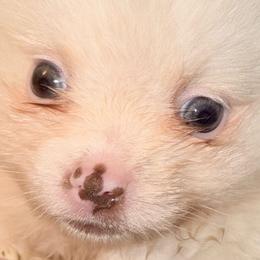 Biscuits and Gravy - Cream male Pomeranian puppy in East Mountain, Texas from Fairchild Fancy Pomeranians and Coachella Pomeranians
