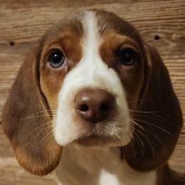 Beagles from Country Home Pets and Farm