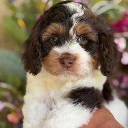 Vaper - Brown and white male Cockapoo puppy in Yuciapa, California from AlltheDoodlez_