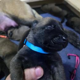 Pup 6 - Mahogany female Belgian Malinois puppy in China Spring, Virginia from Childress Creek Kennels