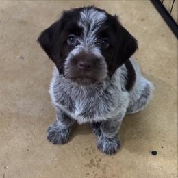 Wirehaired Pointing Griffon puppies from Tombstone Kennels