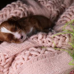 AKC Dora - Ruby female Cavalier King Charles Spaniel puppy in Albany, Indiana from Hatz Off Puppies