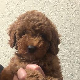 AKC boy 2 - Red  male Poodle puppy in Southwest Ranches, Florida from Herringbone ‘s Poodles