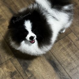 Orca - Pomeranian