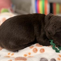 Dark Green collar male - Chocolate male Labrador Retriever puppy in Gainesville, Georgia from Rucker Retrievers