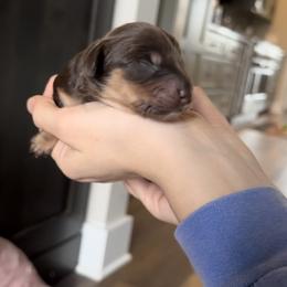 Dachshund Puppies from Dooney's Dachshunds