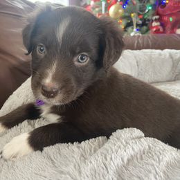Girl 2 - Red merle Australian Shepherd puppy in Monroe, North Carolina from Dreamland Aussies & Poodles