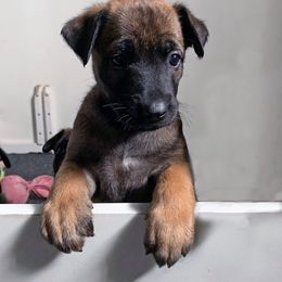 Belgian Malinois, Labrador Retriever, and Shetland Sheepdog Puppies from StoneFox