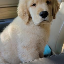 Golden Retriever Puppies from DoubleTake Goldens
