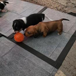 LAINEY - Red female Dachshund puppy in San Antonio, Texas from Little Paws Doxies