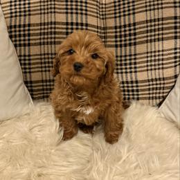 Walker - Red male Cavapoo puppy in Bozrah, Connecticut from Cedar Creek Farm
