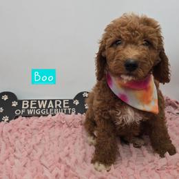 Boo - Red  female Goldendoodle puppy in Neillsville, Wisconsin from Granton Creek
