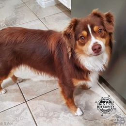 Miniature Australian Shepherd Puppies from Integrity Aussies Tx