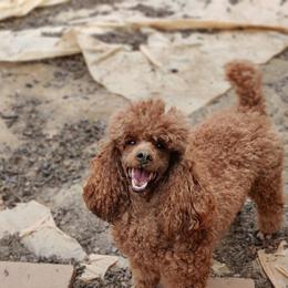 Mexibell - Poodle