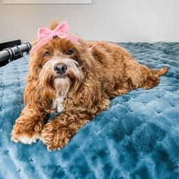 Reba - Cockapoo