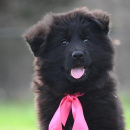 Lilly - Black female German Shepherd puppy in Azle, Texas from Nuckol's Canines German Shepherds