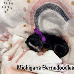 Purple girl - Tri-color female Bernedoodle puppy in Temperance, Michigan from Michigans Bernedoodle’s