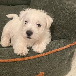 Green Puppy - White male West Highland White Terrier puppy in Golden Valley, Arizona from Wagglesworth Westies