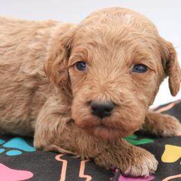 Orange - Caramel male Labradoodle puppy in Lexington Park, Maryland from SUNNY SIDE DOODLES