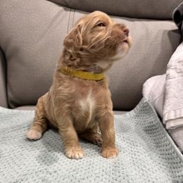 Yellow - Apricot male Goldendoodle puppy in Hastings, Nebraska from Golden Nest Doodles