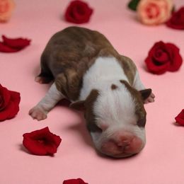 Red female boston - Red female Boston Terrier puppy in Salisbury, North Carolina from P3 Boston Terriers in NC