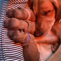 Golden Retriever Puppies from Aurora's Northern Goldens