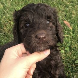 Australian Labradoodle Puppies from Utah Labradoodles