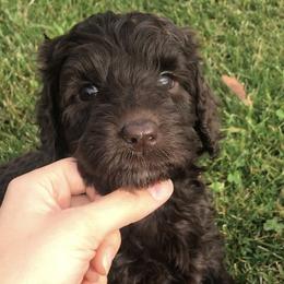 Australian Labradoodle Puppies from Utah Labradoodles