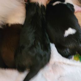 Boy 1 - Tri-color Border Collie puppy in Montesano, Washington from Misty Mountain Border Collies
