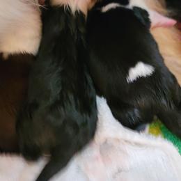 Boy 1 - Tri-color Border Collie puppy in Montesano, Washington from Misty Mountain Border Collies