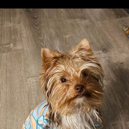 Isis - Yorkshire Terrier